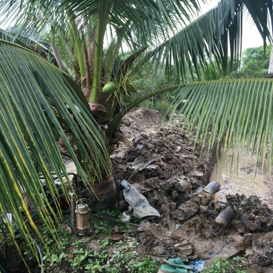 Nhà yến Giồng Trôm, Bến Tre